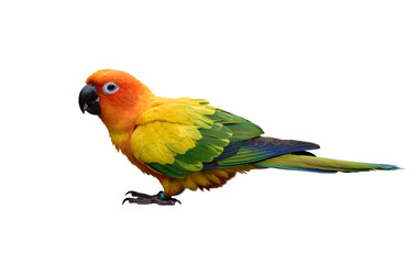 Fototapeta na wymiar sun conure (Aratinga solstitialis) lovely yellow parakeet with beautiful green and blue feathers