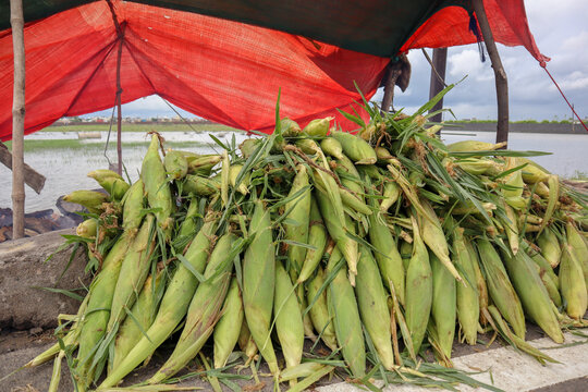 Pile of sweet corn. Roadside bhutta (Corn) shop in India.