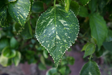 Unique white dotted green leaf