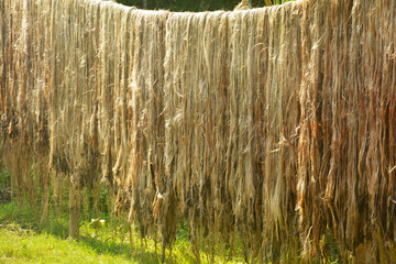 Jute fibers, fabric hanging on long bamboo poles in day light for drying on a village road side, selective focusing