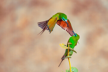 bee eater feeding in the air 