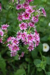 pink flowers in the garden