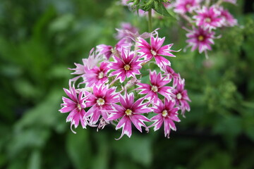 pink and white flowers