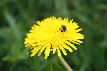 bee on dandelion flower close up close up