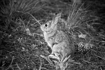 Bunny sitting outdoors on the ground