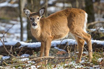 Deer in winter forest
