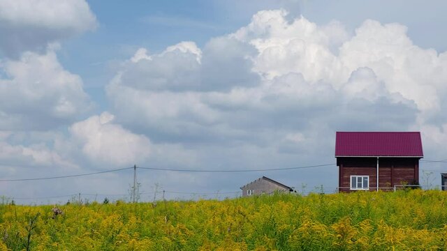 Video of country landscape with yellow Solidago canadensis flowers and wooden house is on background.