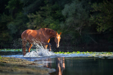 Chestnut horse in river with splash of water