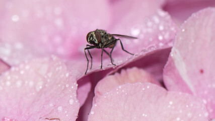 Fliege Makro