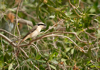 Obraz premium Red-tailed Shrike on tree, Bahrain