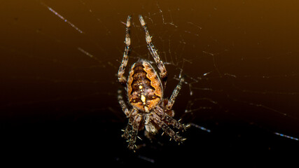 Spinne