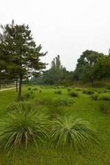 Obraz premium lawn and trees in a park, north china