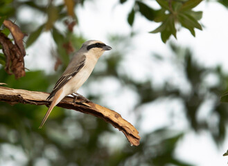 Red-tailed Shrike on tree, Bahrain