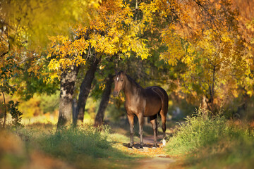 Stallion in fall park at sunset light
