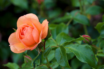 orange rose in garden