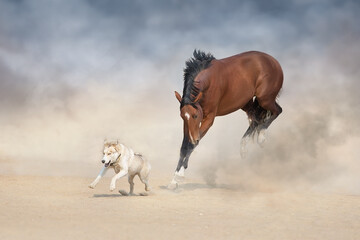 Bay stallion and husky dog run gallop in desert