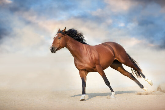 Bay stallion run gallop in desert