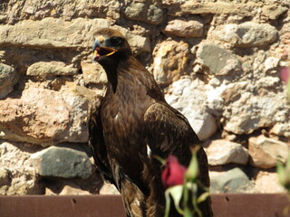 El águila real o águila caudal​​ es una especie de ave accipitriforme de la familia Accipitridae.​
