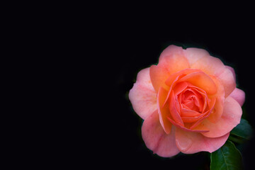 Fototapeta premium rose on black background