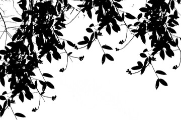 branches of a tree isolated on white background