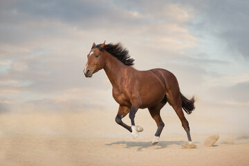 Obraz na płótnie Canvas Bay stallion run gallop in desert