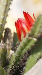 flower of desert cactus