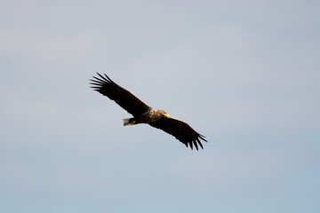 Seeadler