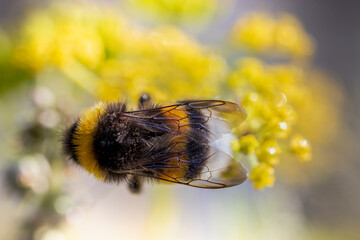 Detail of a bee's wings