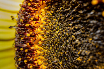 Detail of a sunflower covered in pollen