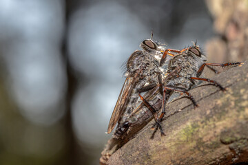 insect couple on tree branch