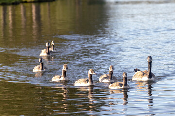 Mother duck and her seven ducklings swimming in a lake