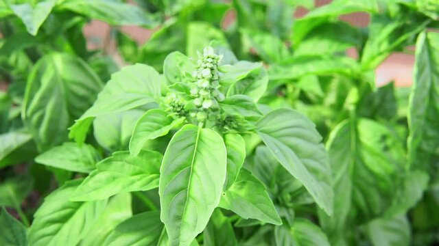 green leaves Basil close - up growing organic plants. Ocimum basilicum