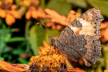 Closeup of a butterfly collecting pollen from a flower