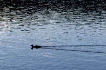 Silhouette of a duckling on a lake