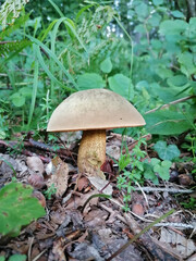 Boletus luridus . NETZSTIELIGER HEXENRÖHRLING . Lurid bolete
