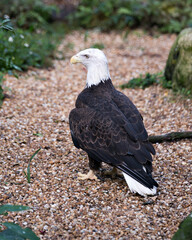 Bald Eagle Bird photo.  Bald Eagle bird close-up profile view with a gravel and foliage background. Eagle wings. Image. Picture. Portrait.