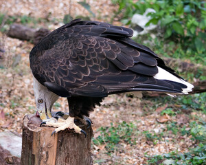 Bald Eagle stock photos. Close-up profile view eating its prey with blur background displaying its  brown feather plumage, white tail, white head,  in its habitat and environment. Eagle wings.