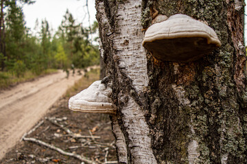 Wild mushroom on tree with moss