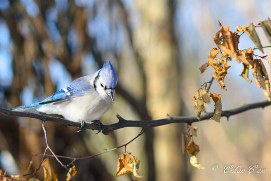 Blue cardinal on the autumn branch