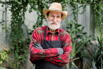 Naklejka na ściany i meble Portrait of senior handsome bearded man gardener in straw hat and checkered shirt with apron, looking at camera with smile and crossed arms, posing in beautiful orangery or hothouse