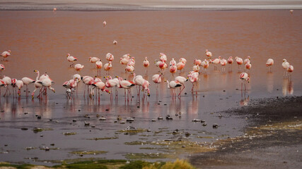 Fototapeta premium Flamingos in the Laguna Colorada (Red Lagoon) in Bolivia 