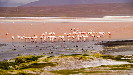 Andean Flamingos in the Laguna Colorada (Red Lagoon) in Bolivia
