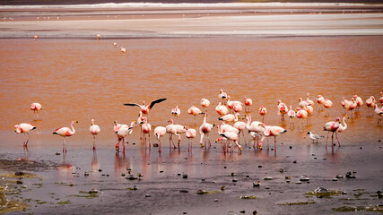 Fototapeta premium Flamingos in the Laguna Colorada (Red Lagoon) in Bolivia 