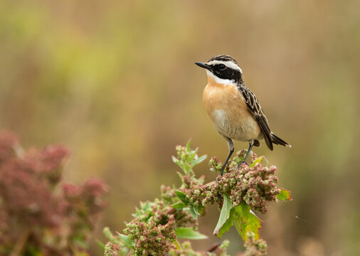 Whinchat perched on bush at Hamala, Bahrain
