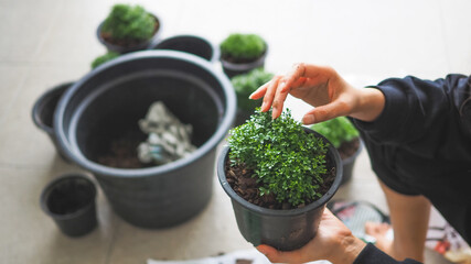 woman holding a pot of the small plant, Daily life in tree planting in the holiday