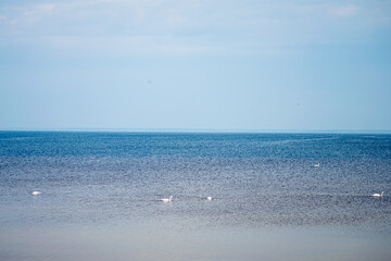 Swans on Kyiv sea at early spring