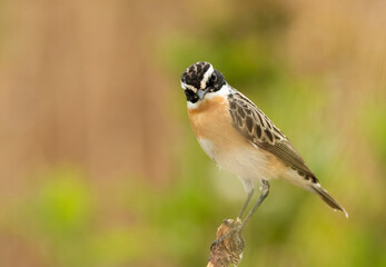 Closeup of  Whinchat perched on wooden log, Bahrain