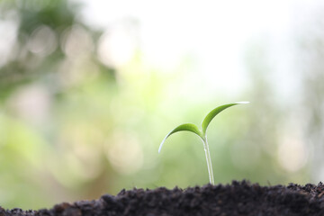 Fresh green growing plant with water drop