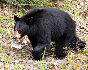 Black Bear Animal Stock Photos. Black bear animal close-up profile view foraging in the field in its habitat and environment displaying big body, black fur, head, with a foliage background. Danger.