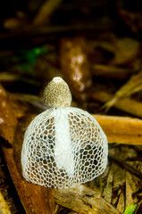 Dictyophora indusiata in the rain forest.
